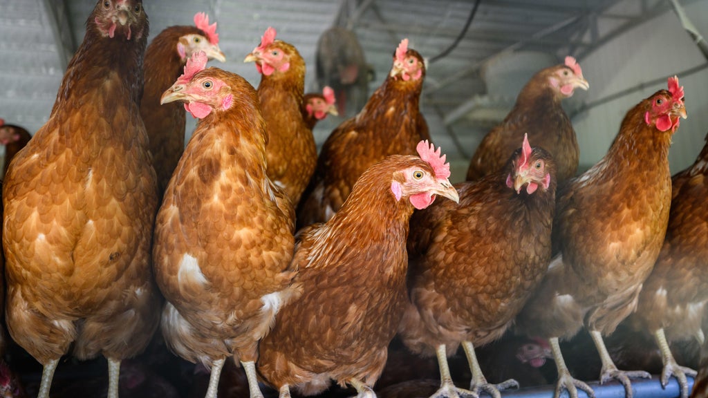 Approximately 90 "backyard flock" birds in Northern California affected by avian flu — CBS Bay Area (KPIX), Burlingame Community news