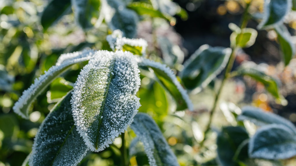 The first frost of the season is expected Saturday. Here's how to prepare your garden — WCCO / CBS Minnesota, Burlingame Sports news