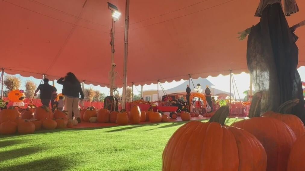 Bay Area families ready to enjoy fall activities welcome weather cooldown — CBS Bay Area (KPIX), Burlingame Arts news