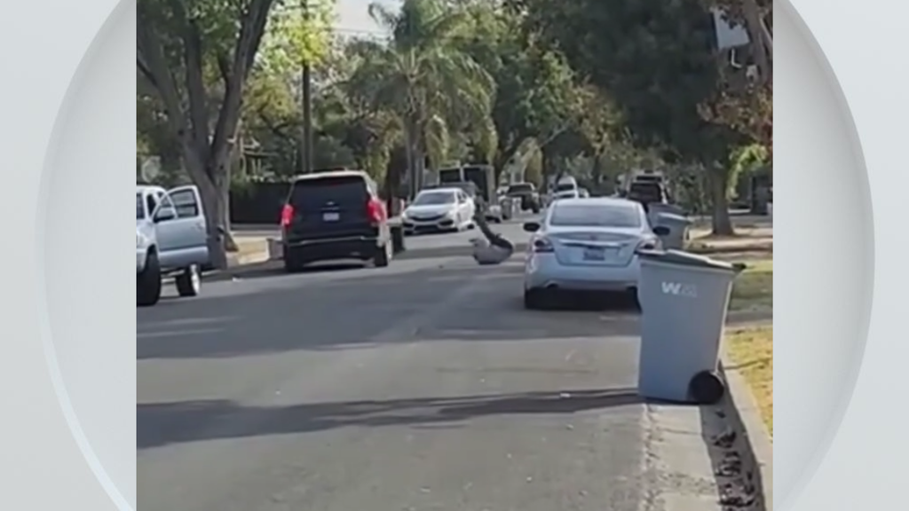 Federal immigration vehicle hits pedestrian in Woodland, police say — CBS Bay Area (KPIX), Burlingame Health news