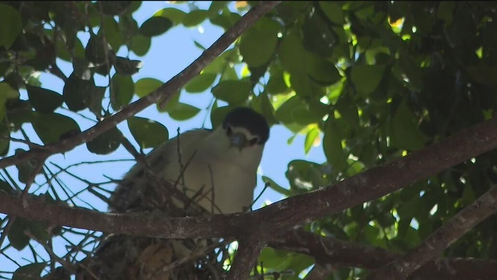 Oakland's official bird among those threatened with removal of downtown trees for housing complex — CBS Bay Area (KPIX), Burlingame Real Estate news