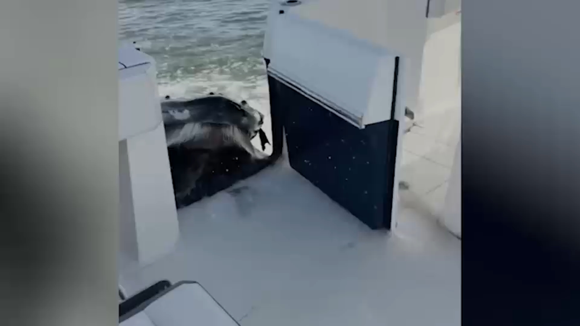 Video captures humpback whale crashing into boat off Long Island
— ABC 7 Bay Area, Burlingame Community news
