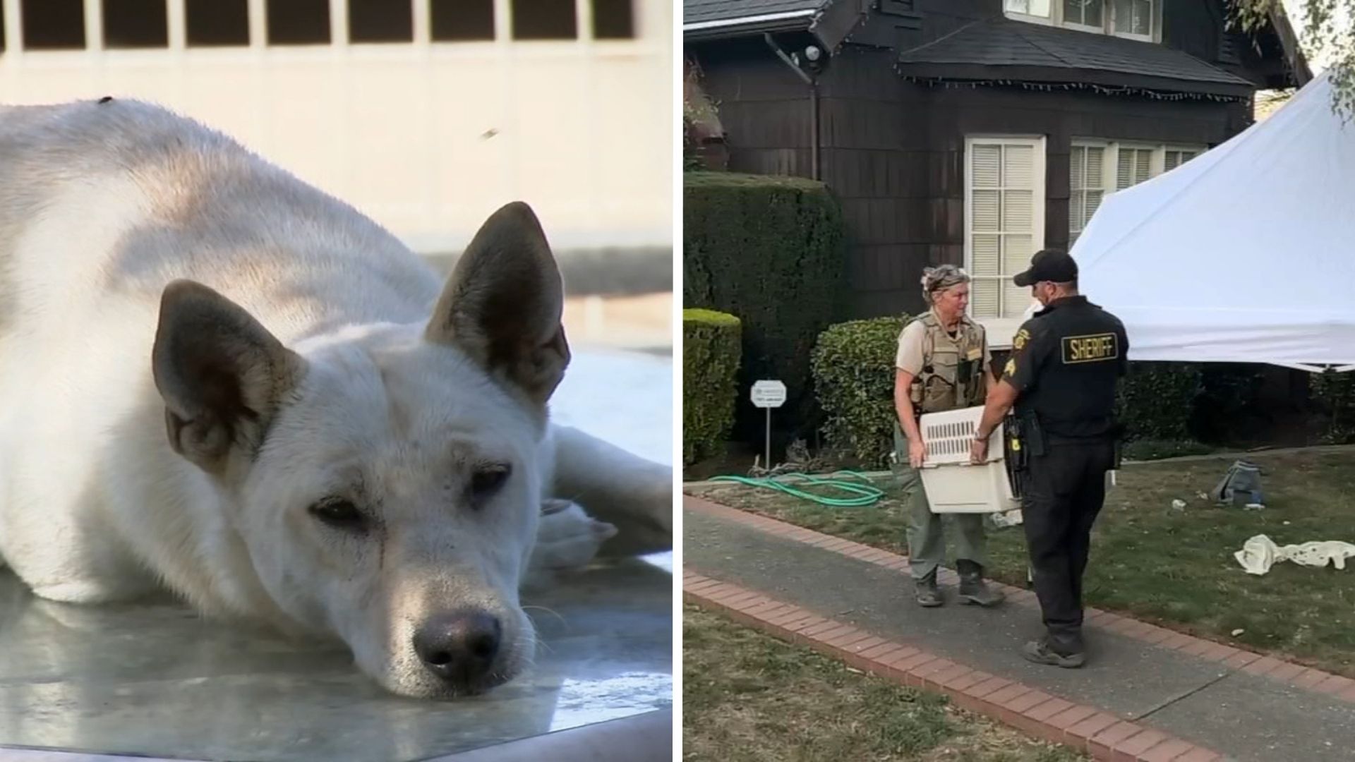 44 dogs removed from Vallejo 'hoarder' home linked to convicted breeder in animal cruelty case
       — ABC 7 Bay Area, Burlingame Real Estate news