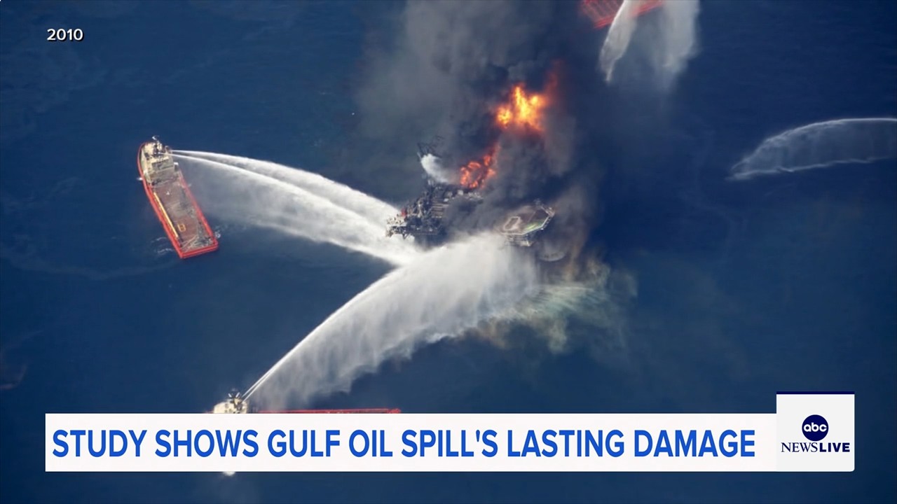 Marine life dramatically declined in Gulf of Mexico in years after BP oil spill, study finds

       — ABC 7 Bay Area, Burlingame Community news
