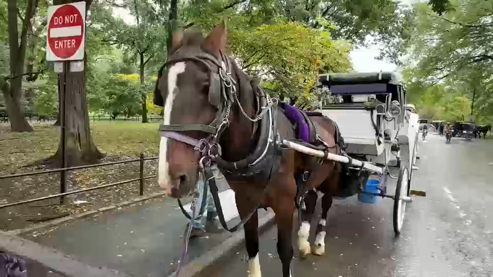 New York City Council passes law to phase out horse-drawn carriages by 2028
       — ABC 7 Bay Area, Burlingame Government news