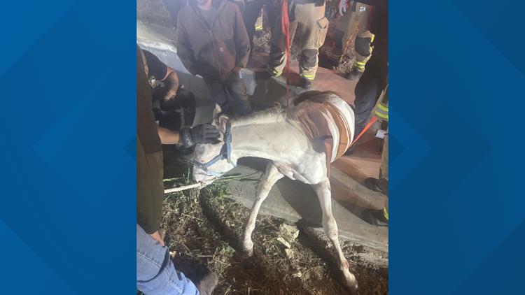 Plano firefighters rescue horse trapped in drainage ditch after escaping near Highway 121 — WFAA (Dallas-Fort Worth), Burlingame Community news