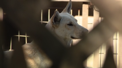 Dozens of dogs taken from Vallejo home amid animal cruelty investigation — KTVU FOX 2 Bay Area, Burlingame Real Estate news