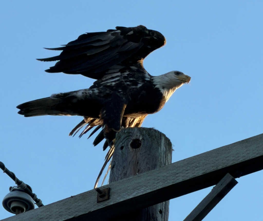 Today* in Hawks*** Around Town – Eagle in Petworth! — PoPville DC